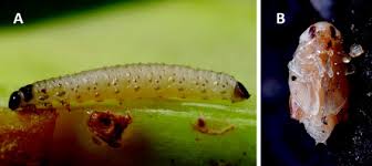 Attēlu rezultāti vaicājumam “Phyllotreta sp.”