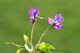 Attēlu rezultāti vaicājumam “Viola odorata flower”