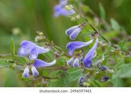 Attēlu rezultāti vaicājumam “Scutellaria galericulata leaf”