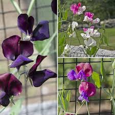 Image result for Lathyrus odoratus