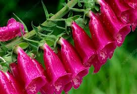 Image result for Digitalis purpurea