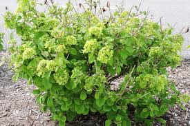 Attēlu rezultāti vaicājumam “Viburnum lantana”