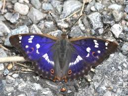 Attēlu rezultāti vaicājumam “Apatura ilia”