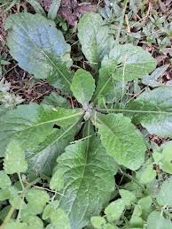 Attēlu rezultāti vaicājumam “Erigeron annuus leaf”