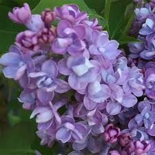 Attēlu rezultāti vaicājumam “Syringa vulgaris flower”