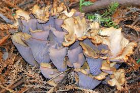 Attēlu rezultāti vaicājumam “Gomphus clavatus”