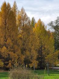Attēlu rezultāti vaicājumam “Larix”