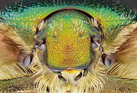 Attēlu rezultāti vaicājumam “Cetonia aurata imago”