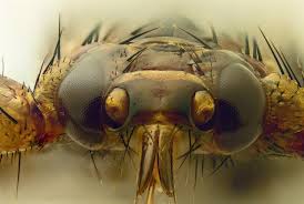 Attēlu rezultāti vaicājumam “Lipoptena cervi”