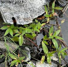 Attēlu rezultāti vaicājumam “Polygonum amphibium”