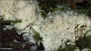 Attēlu rezultāti vaicājumam “Brefeldia maxima”