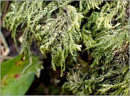 Attēlu rezultāti vaicājumam “Thamnobryum alopecurum”