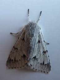 Attēlu rezultāti vaicājumam “Acronicta leporina larva”