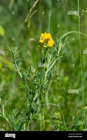 Attēlu rezultāti vaicājumam “Lathyrus pratensis flower”