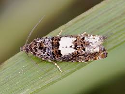 Attēlu rezultāti vaicājumam “Epiblema grandaevana”