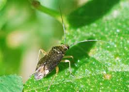 Attēlu rezultāti vaicājumam “Closterotomus biclavatus nymph”