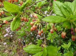 Attēlu rezultāti vaicājumam “Menziesia ferruginea”