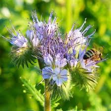 Image result for Phacelia