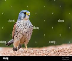 Attēlu rezultāti vaicājumam “Falco tinnunculus”