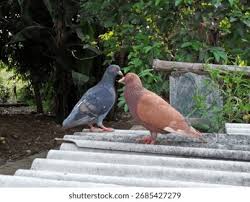 Attēlu rezultāti vaicājumam “Columba livia f. domestica”