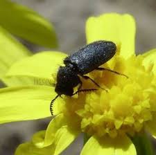 Attēlu rezultāti vaicājumam “Dasytidae”