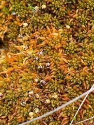 Attēlu rezultāti vaicājumam “Sphagnum austinii sporophyte”
