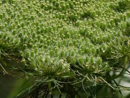 Attēlu rezultāti vaicājumam “Daucus sativus flower”