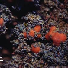 Attēlu rezultāti vaicājumam “Vouauxiomyces santessonii”