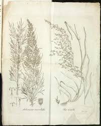 Attēlu rezultāti vaicājumam “Poa remota”