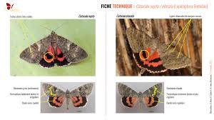 Attēlu rezultāti vaicājumam “Catocala nupta”