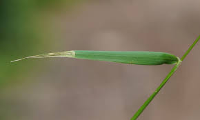 Attēlu rezultāti vaicājumam “Hordelymus europaeus leaf”