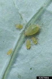 Attēlu rezultāti vaicājumam “Aphididae”