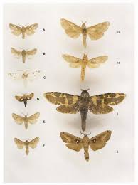 Attēlu rezultāti vaicājumam “Lamellocossus terebra”