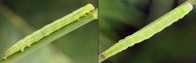 Attēlu rezultāti vaicājumam “Deltote bankiana”