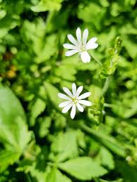 Attēlu rezultāti vaicājumam “Stellaria nemorum bud”