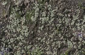 Attēlu rezultāti vaicājumam “Riccia glauca”