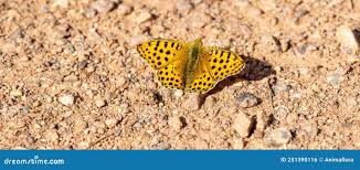 Attēlu rezultāti vaicājumam “Argynnis aglaja”