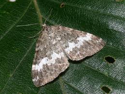 Attēlu rezultāti vaicājumam “Perizoma affinitata”