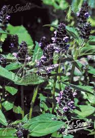 Attēlu rezultāti vaicājumam “Prunella vulgaris”