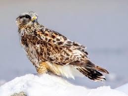 Attēlu rezultāti vaicājumam “Buteo lagopus adult”