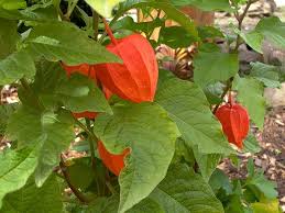 Attēlu rezultāti vaicājumam “Physalis alkekengi leaf”