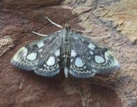 Attēlu rezultāti vaicājumam “Anania coronata”