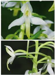 Attēlu rezultāti vaicājumam “Platanthera bifolia flower”
