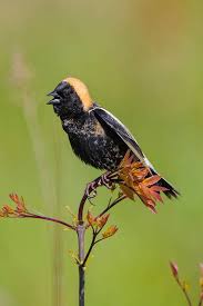 Image result for Dolichonyx oryzivorus