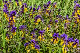 Attēlu rezultāti vaicājumam “Melampyrum nemorosum flower”