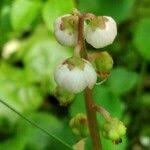 Attēlu rezultāti vaicājumam “Pyrola minor fruit”