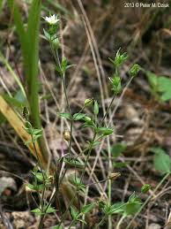 Attēlu rezultāti vaicājumam “Arenaria serpyllifolia leaf”