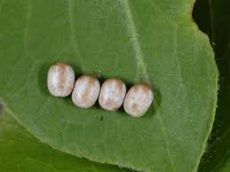 Attēlu rezultāti vaicājumam “Saturnia pavonia eggs”