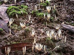 Attēlu rezultāti vaicājumam “Tremellodendropsis tuberosa”