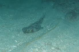 Image result for Pseudobatos lentiginosus